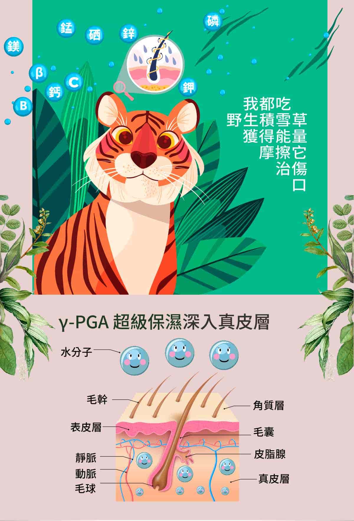 乾洗髮 天然有機 積雪草